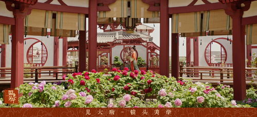 国色芳华让菏泽牡丹卖爆了_“菏泽牡丹卖爆了”，《国色芳华》热播带动牡丹热销